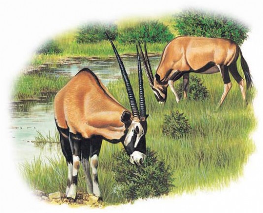 Gemsbok