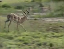 A mala impala leaping and running