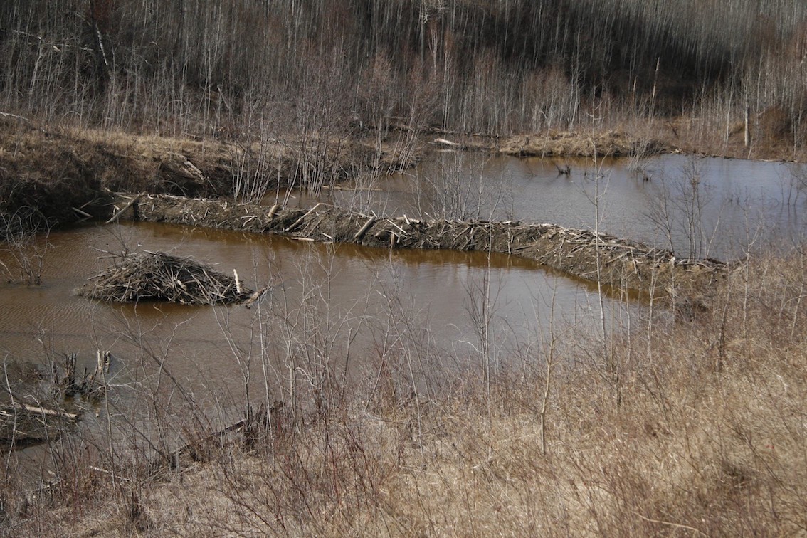 Beaver lodge and dam
