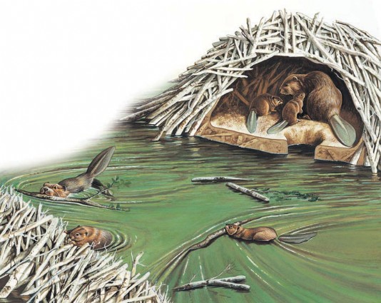 A beaver family repairs their dam
