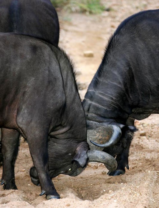 Male Cape buffalo in combat