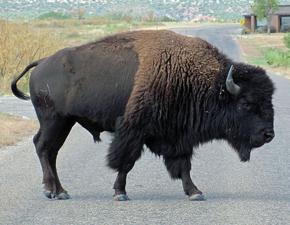 North American bison