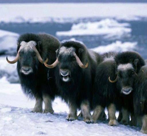 Musk oxen
