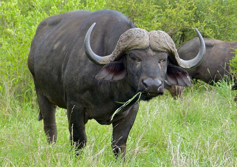 Cape buffalo 