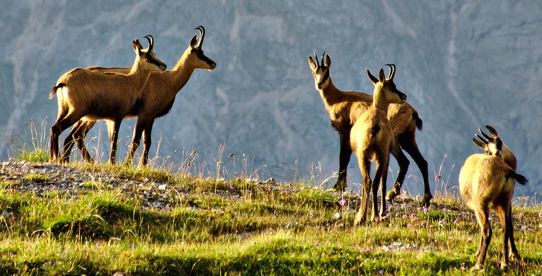 A herd of chamois