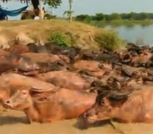 Water buffalo
