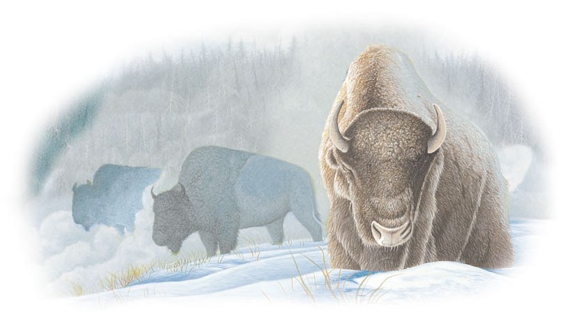 North American bison