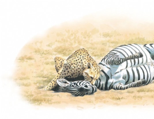 The cheetah bites the zebra's throat.