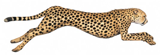 Cheetah
