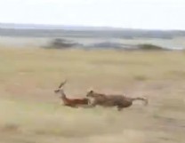 A cheetah chases a gazelle.
