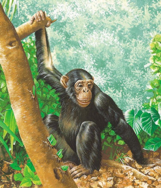 Chimpanzee