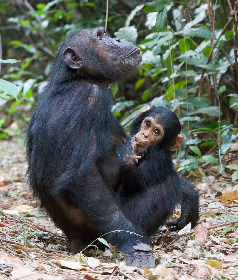 Infant and mother chimpanzee
