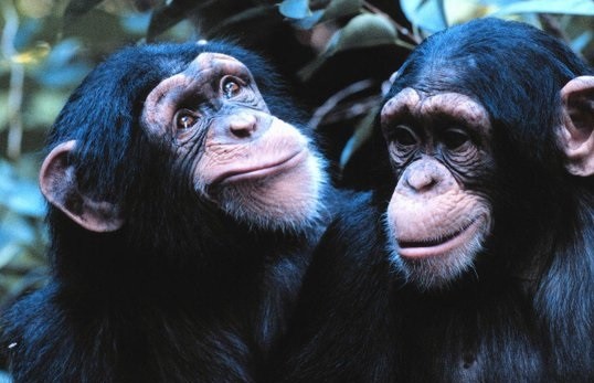 Chimpanzees