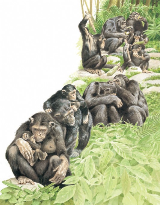 A chimpanzee community 