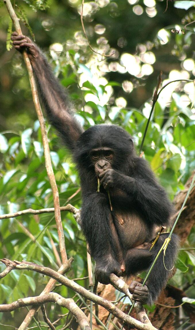 An adolescent female bonobo