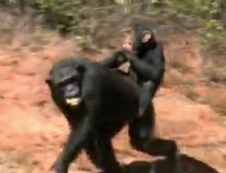 Mother and baby chimp