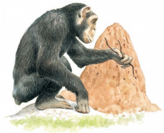 A chimpanzee pushes a twig into a termites’ nest. 