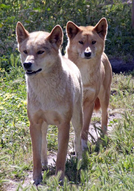 Dingo