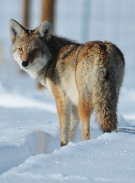 Coyote