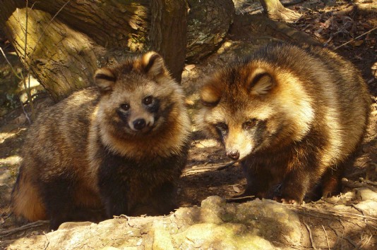 Raccoon dogs