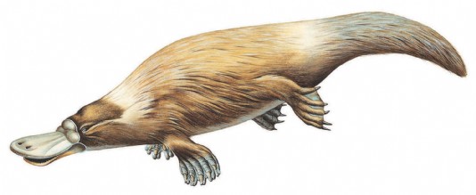 Platypus