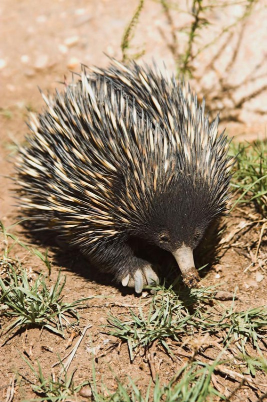 Echidna foraging