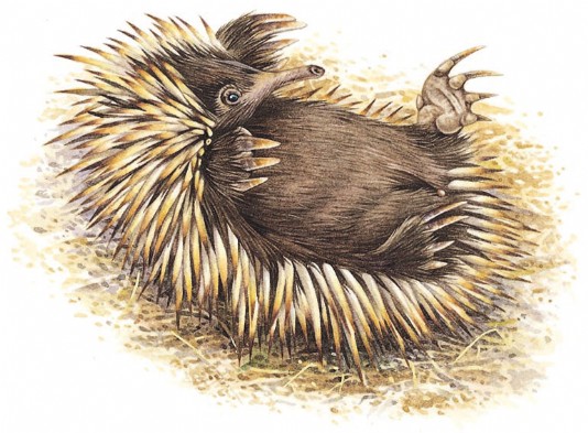 Echidna
