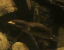 Platypus swimming