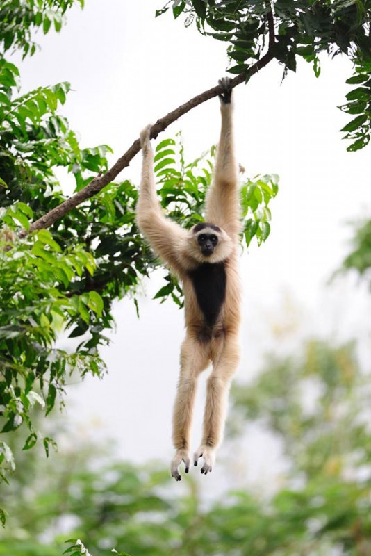 A pileated gibbon