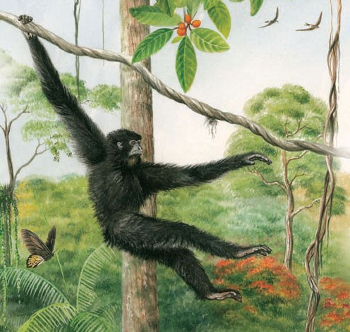 A siamang gibbon