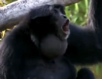 A siamang making its call