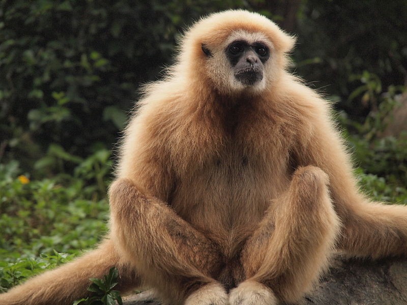 Lar gibbon