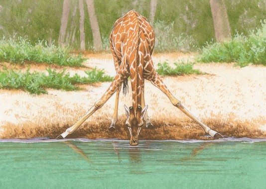 A giraffe reaching down to drink