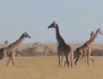 Giraffes on the move