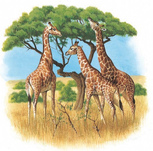Giraffes eating