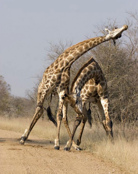 Giraffes fighting