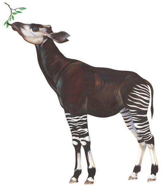 Okapi