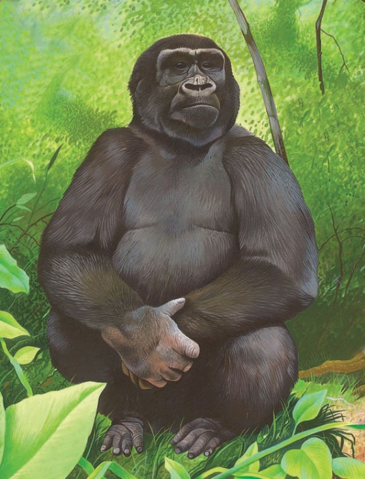 Gorilla