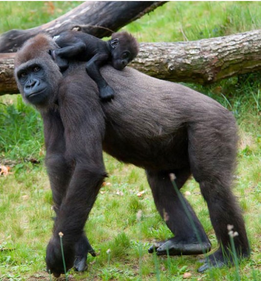 Gorilla mother and baby