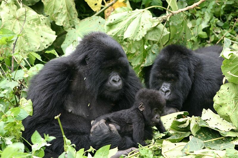 Gorillas