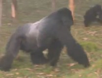 A silverback knuckle-walking
