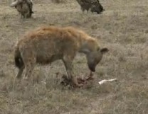 A spotted hyena