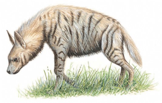 Striped hyena