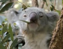 A koala