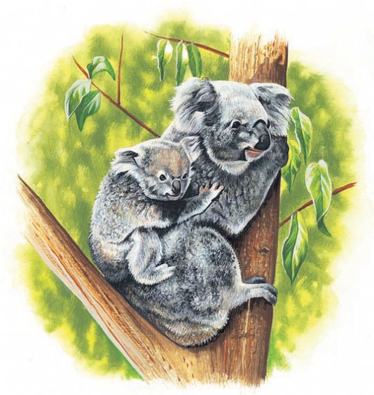 Mother koala and her young