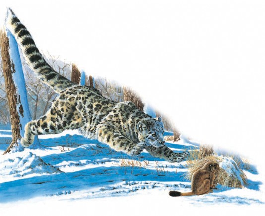 Snow leopard pouncing on its victim