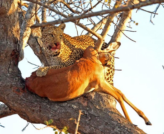 A leopard with its kill in a tree