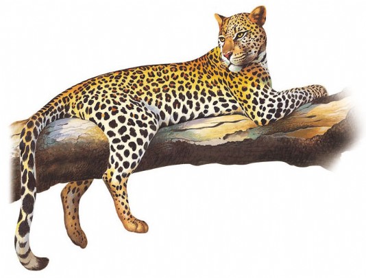 Leopard