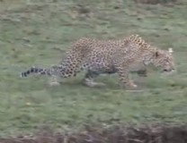 A leopard stalks its gazelle prey.