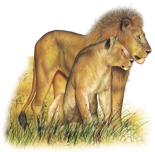 Lion and lioness